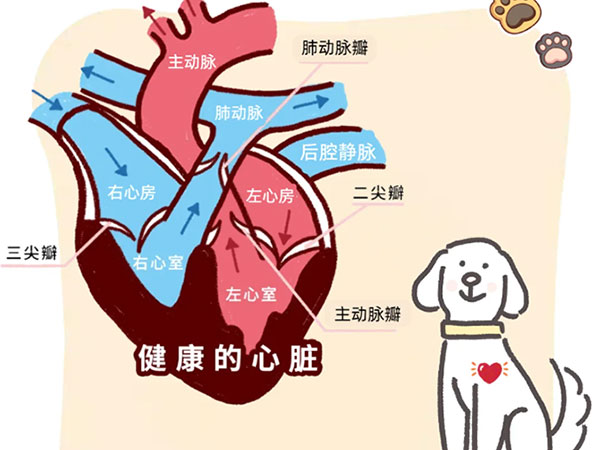 铲屎官必看犬粘液性二尖瓣疾病