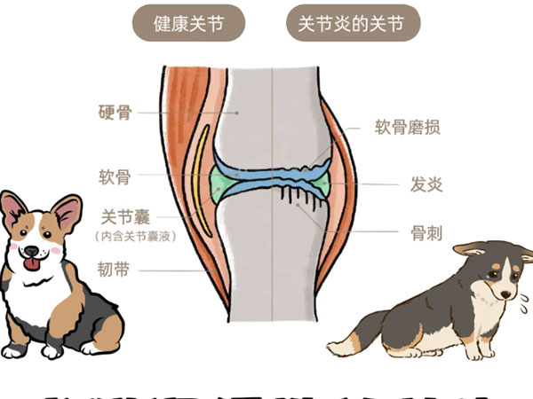 关节保卫战：延长毛孩'健步如飞'的寿命