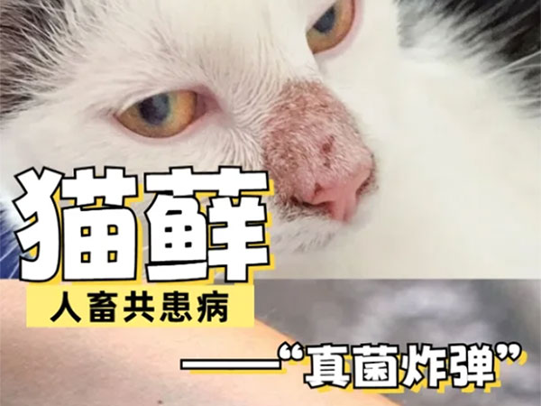 猫藓‖家中秃头小宝贝的元凶