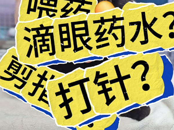 “墨西哥猫卷”制作中