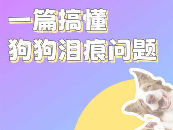 一篇搞懂狗狗泪痕问题