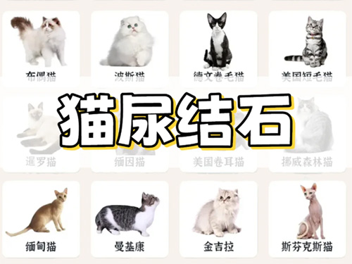 猫尿结石大揭秘